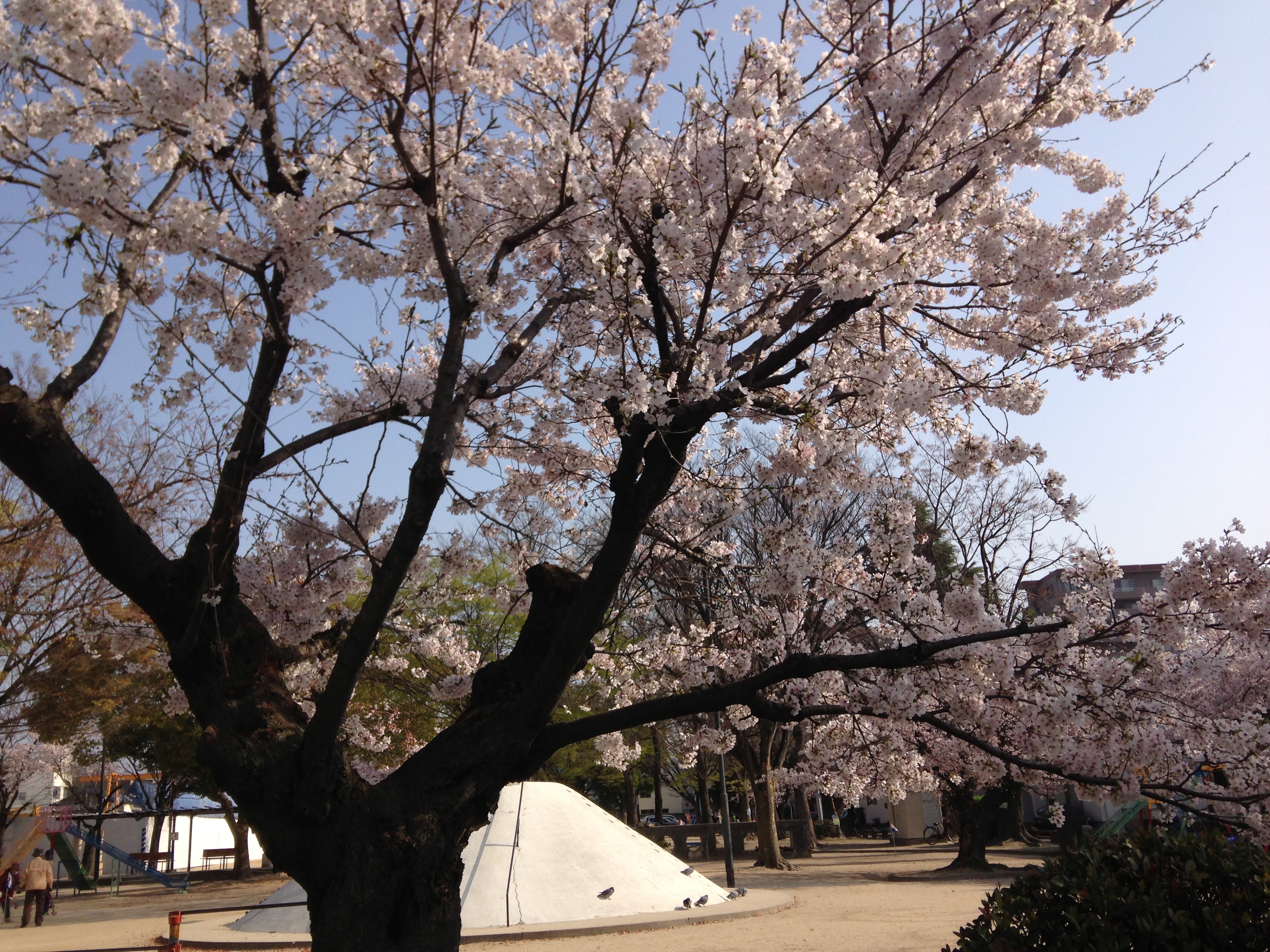 お花見